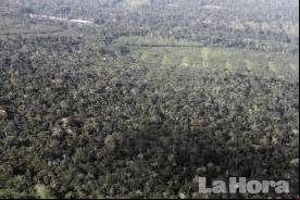 forêt