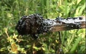 Le pire désastre pétrolier du monde: Texaco, en Amazonie Equatorienne
