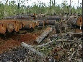 Un second journaliste assassiné à cause de sa lutte contre la déforestation illégale