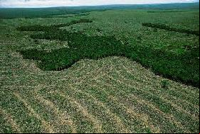 Google Earth Engine : pour pister la déforestation en Amazonie - vidéo