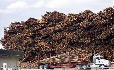 Un commerce de plus de 30 milliards de dollars, structuré par le crime organisé, responsable de 90% de la déforestation tropicale
