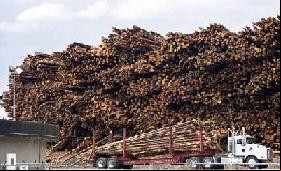 Un commerce de plus de 30 milliards de dollars, structuré par le crime organisé, responsable de 90% de la déforestation tropicale