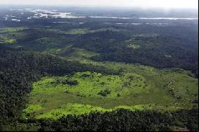Plus de 90% des forêts tropicales sont «mal gérées»