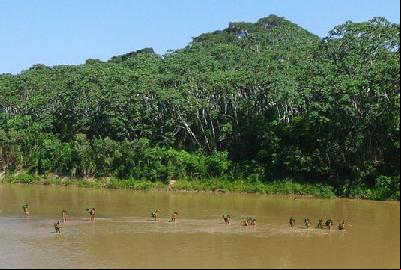 La forêt amazonienne éponge de moins en moins le carbone émis par l’homme