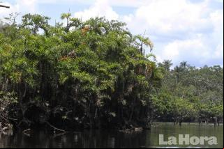 Zero surveillance over oil drilling in Yasuni National Park