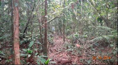 New Yasuni report gives an  of progress in National Park