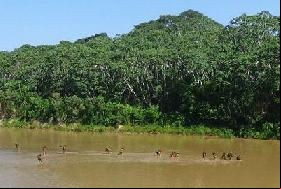 Las tribus de la Amazonia amenazadas por el o con el mundo exterior